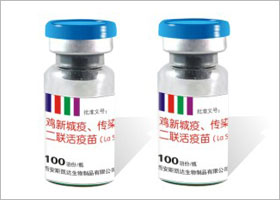 鸡新城疫、传染性支气管炎二联活疫苗病毒活疫苗（La Sota株+H120株）