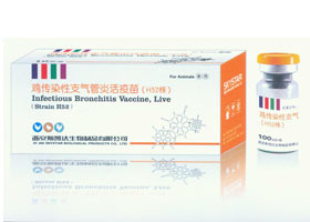 鸡传染性支气管炎病毒活疫苗（H52株）
